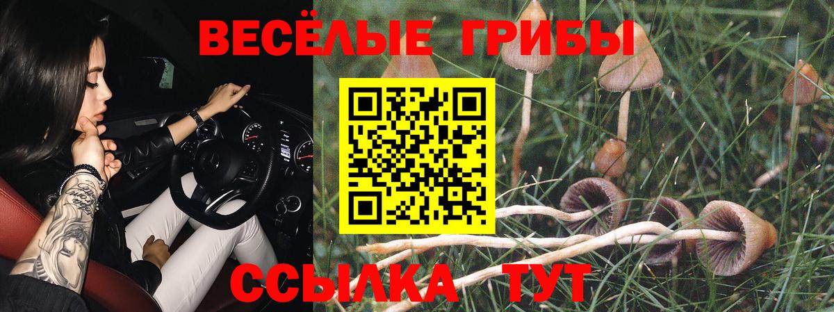 Псилоцибиновые грибы Psilocybine cubensis  закладка  Серпухов  Псилоцибиновые грибы Psilocybine cubensis  Вход с VPN 